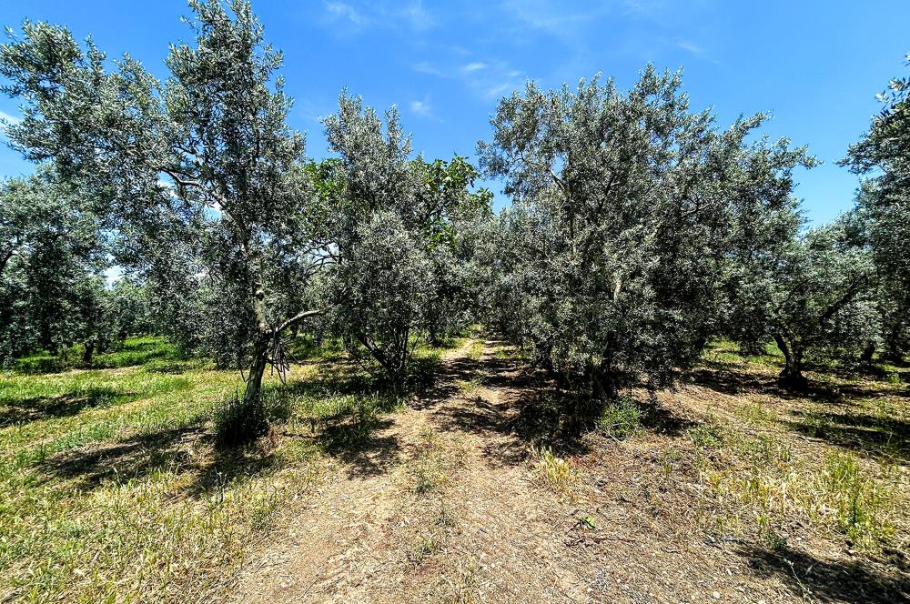 C21 Cius;Sanayi'nin Kalbinde Ticari İmarlı Satılık Arsa