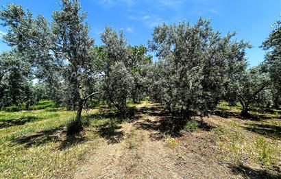 C21 Cius;Sanayi'nin Kalbinde Ticari İmarlı Satılık Arsa