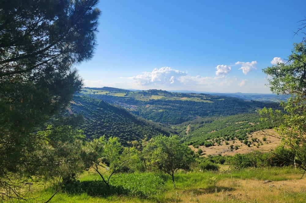 C21 BAL'DAN ALTIEYLÜL BOZEN MAH.'DE SATILIK 1211 M2 KÖYİÇİ TARLA