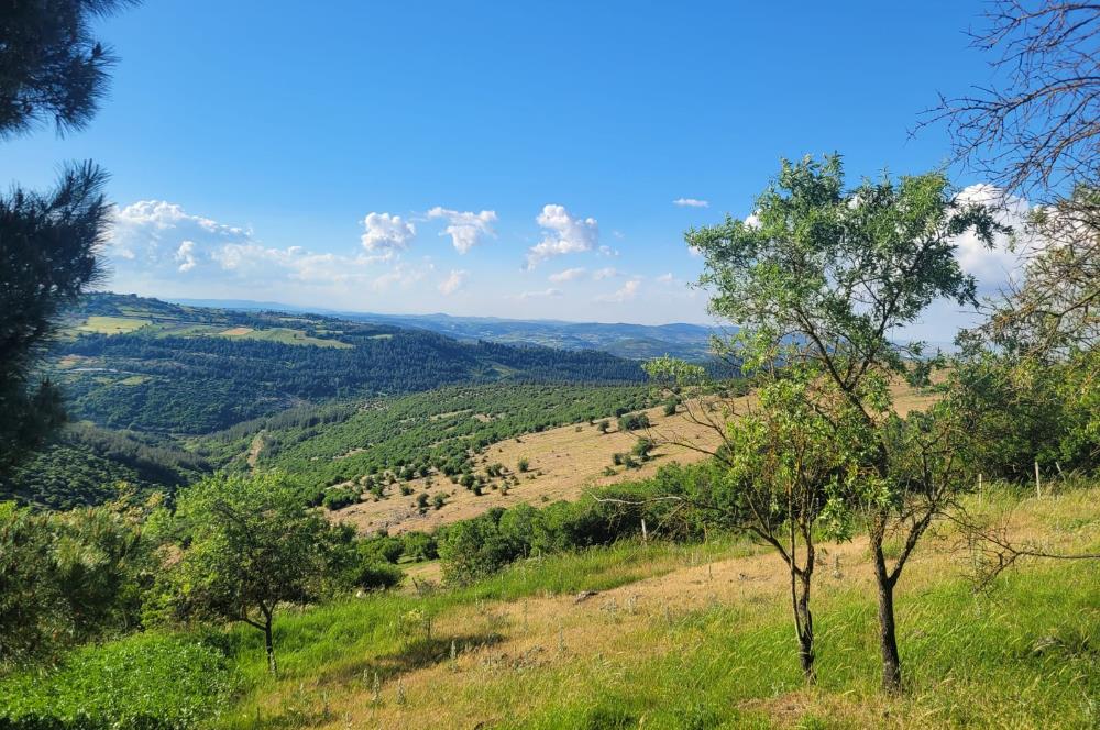 C21 BAL'DAN ALTIEYLÜL BOZEN MAH.'DE SATILIK 1211 M2 KÖYİÇİ TARLA