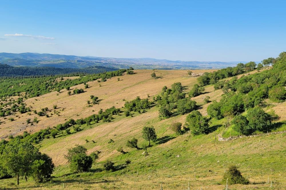 C21 BAL'DAN ALTIEYLÜL BOZEN MAH.'DE SATILIK 1211 M2 KÖYİÇİ TARLA