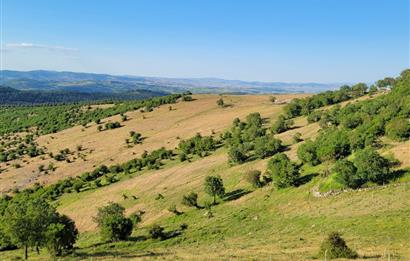 C21 BAL'DAN ALTIEYLÜL BOZEN MAH.'DE SATILIK 1211 M2 KÖYİÇİ TARLA