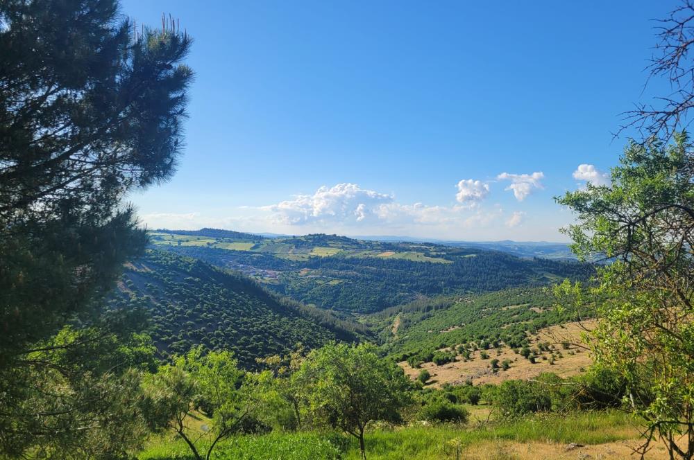 C21 BAL'DAN ALTIEYLÜL BOZEN MAH.'DE SATILIK 1211 M2 KÖYİÇİ TARLA