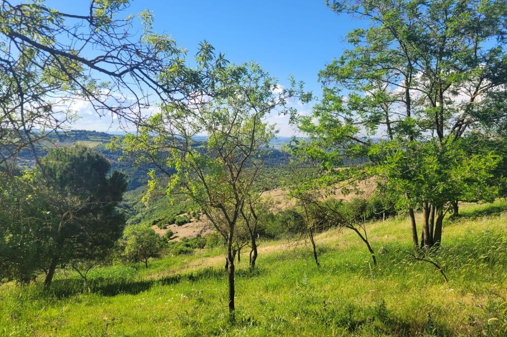 C21 BAL'DAN ALTIEYLÜL BOZEN MAH.'DE SATILIK 1211 M2 KÖYİÇİ TARLA