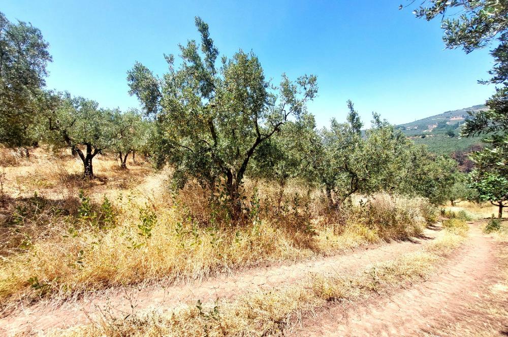 C21 Cius; Katırlı'da Ulaşımı Kolay Verimli Satılık Zeytinlik