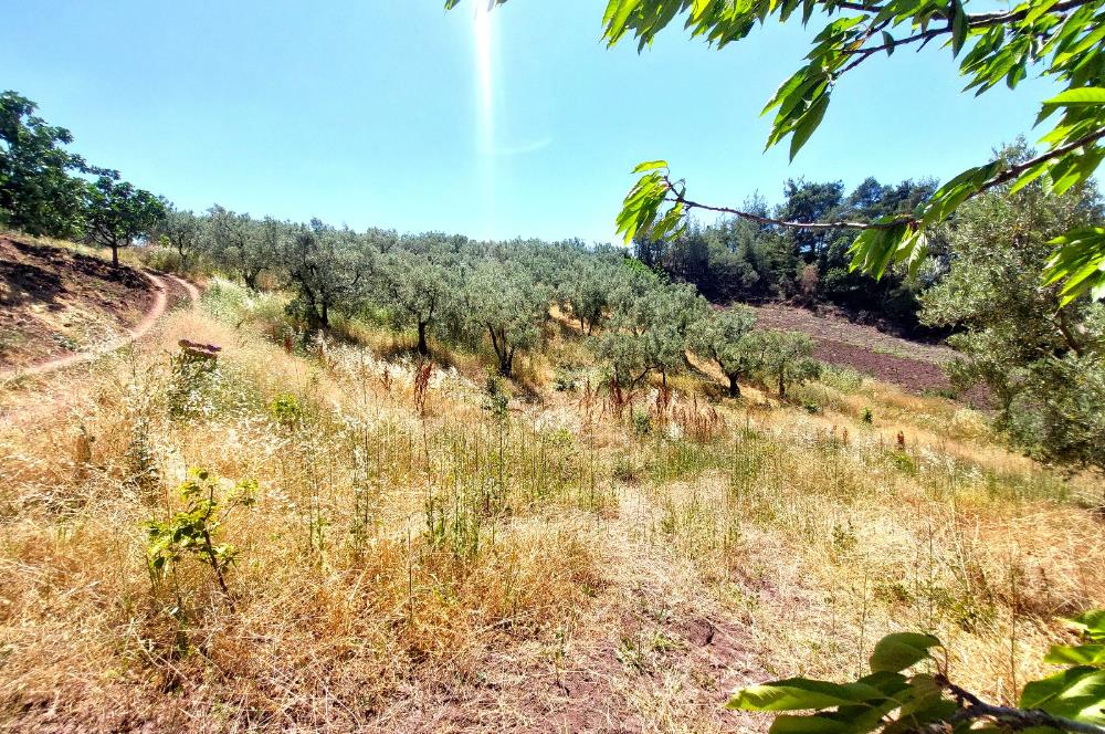 C21 Cius; Katırlı'da Ulaşımı Kolay Verimli Satılık Zeytinlik