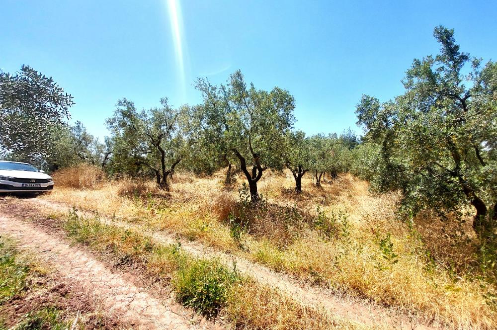 C21 Cius; Katırlı'da Ulaşımı Kolay Verimli Satılık Zeytinlik