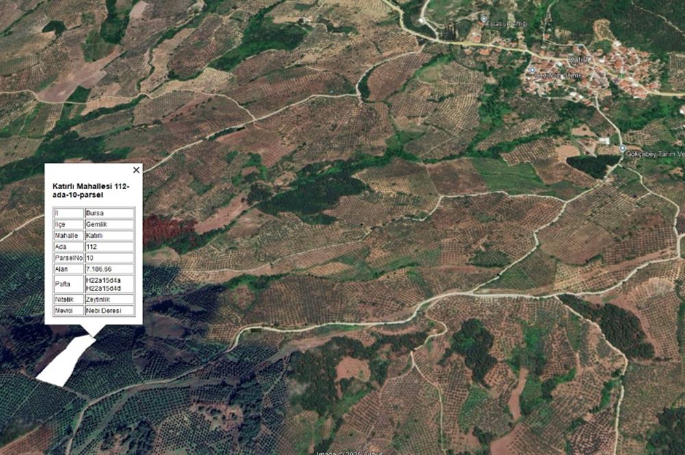 C21 Cius; Katırlı'da Ulaşımı Kolay Verimli Satılık Zeytinlik