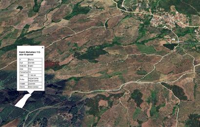 C21 Cius; Katırlı'da Ulaşımı Kolay Verimli Satılık Zeytinlik