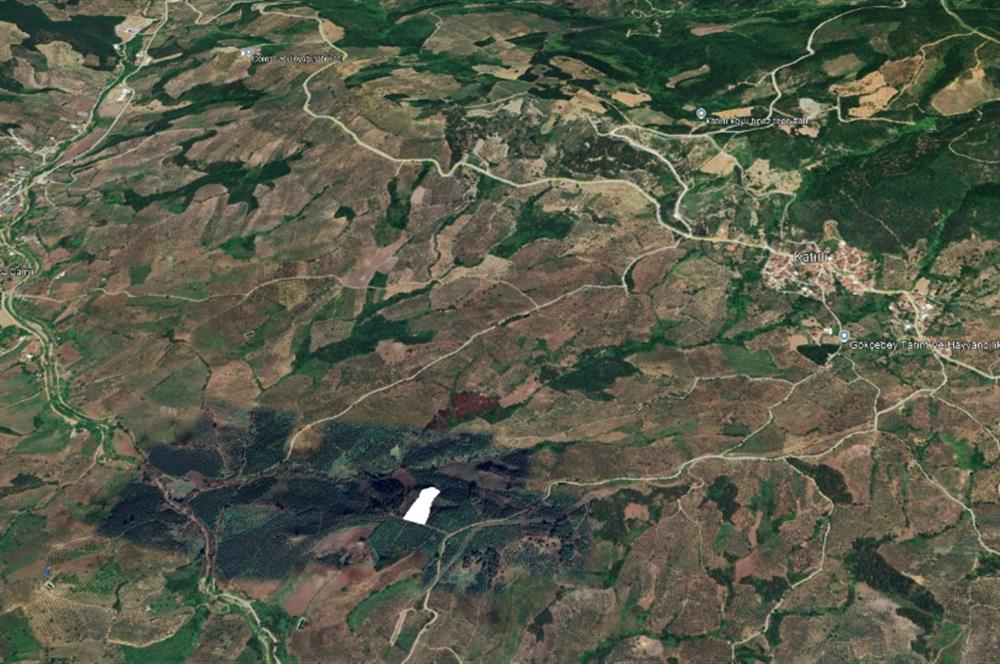 C21 Cius; Katırlı'da Ulaşımı Kolay Verimli Satılık Zeytinlik