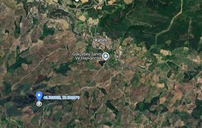 C21 Cius; Katırlı'da Ulaşımı Kolay Verimli Satılık Zeytinlik