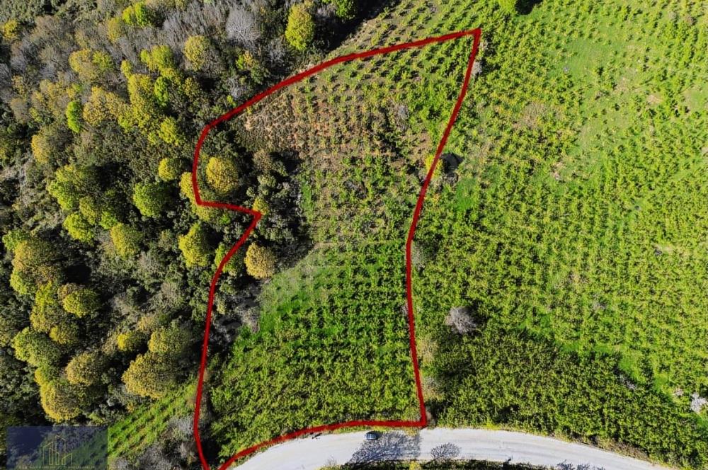 Pınarlıda yola cephe 7380m2 fındıkşık