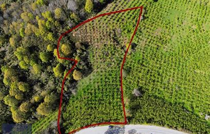 Pınarlıda yola cephe 7380m2 fındıkşık
