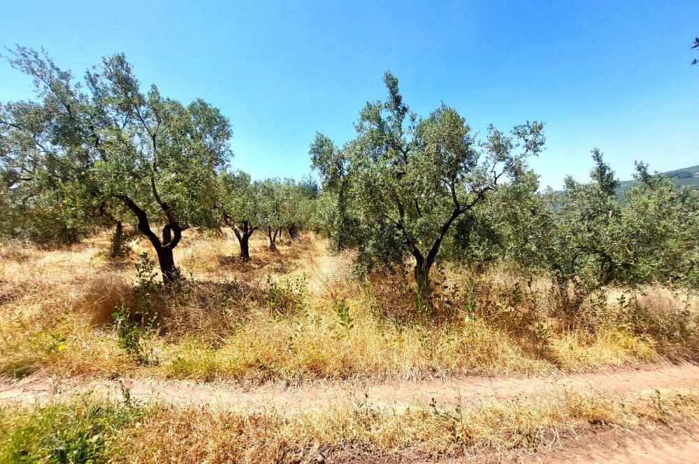 C21 Cius; Katırlı'da Ulaşımı Kolay Verimli Satılık Zeytinlik