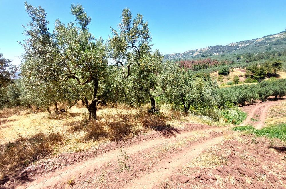 C21 Cius; Katırlı'da Ulaşımı Kolay Verimli Satılık Zeytinlik