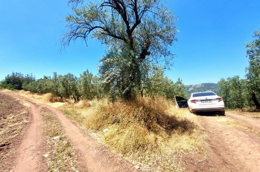 C21 Cius; Katırlı'da Ulaşımı Kolay Verimli Satılık Zeytinlik