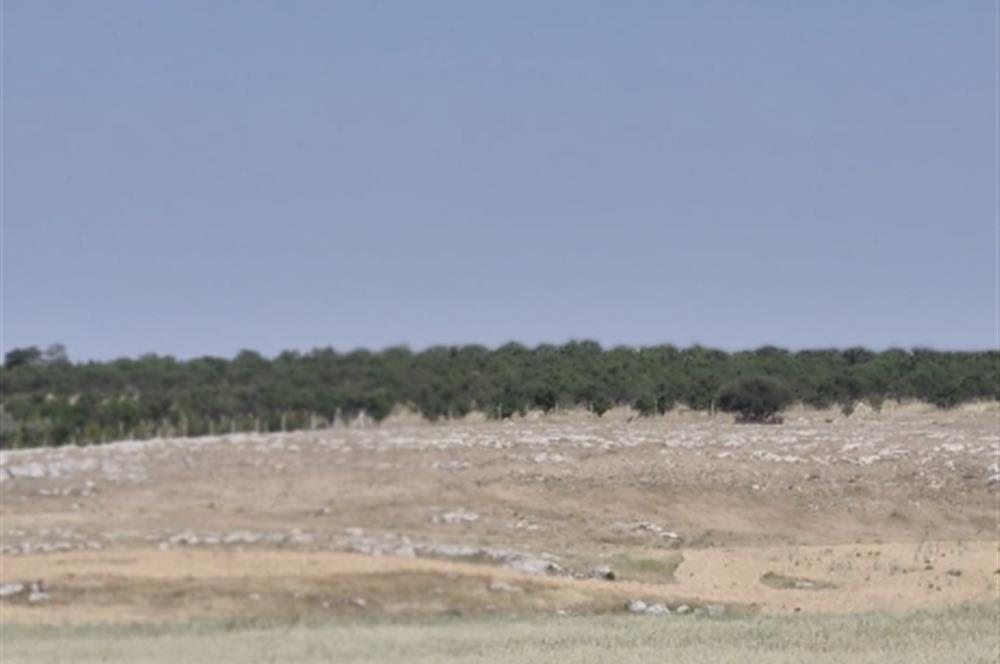 GÖLBAŞI GÖKÇEHÖYÜK 7300 m² TEK TAPU TARLA