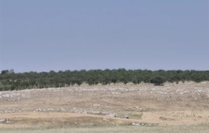 GÖLBAŞI GÖKÇEHÖYÜK 7300 m² TEK TAPU TARLA