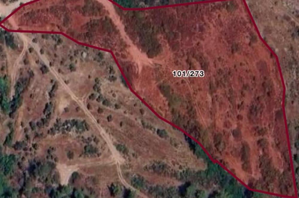 Milas Demirciler Balca Mevkii'nde Yatırıma Uygun 11.842 m² Tarla