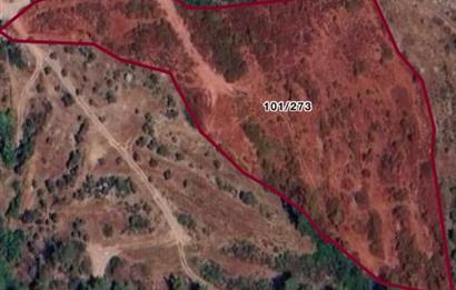 Milas Demirciler Balca Mevkii'nde Yatırıma Uygun 11.842 m² Tarla