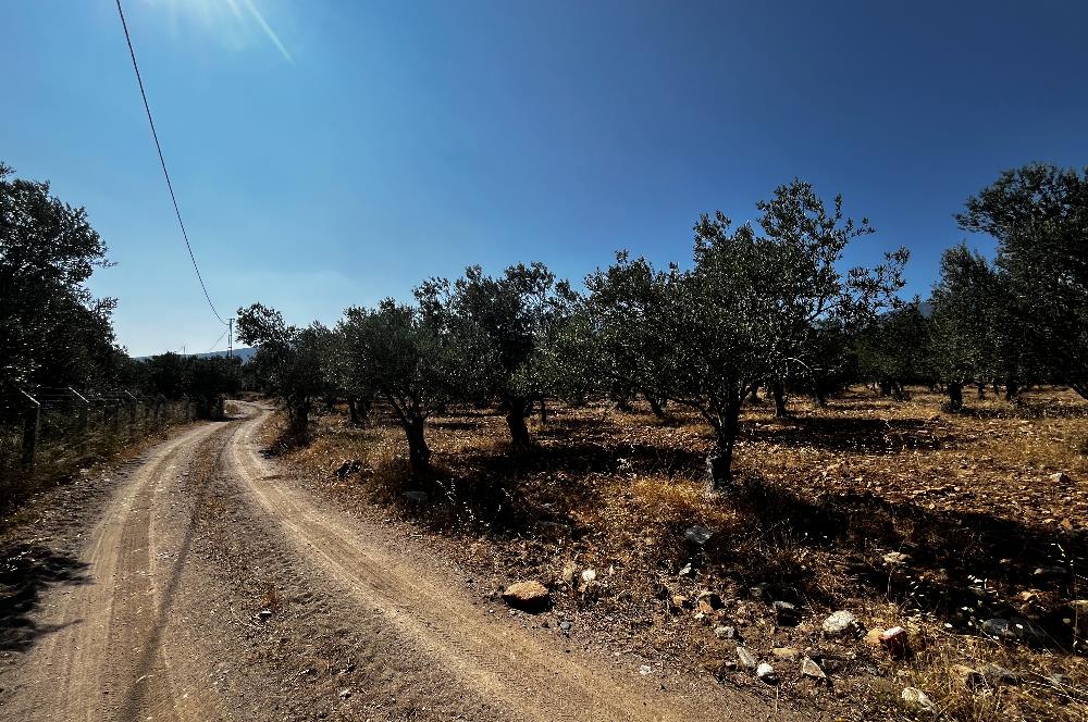 EDREMİT ZEYTİNLİ'DE YOLA CEPHE 7.920 m² VERİMLİ ZEYTİNLİK