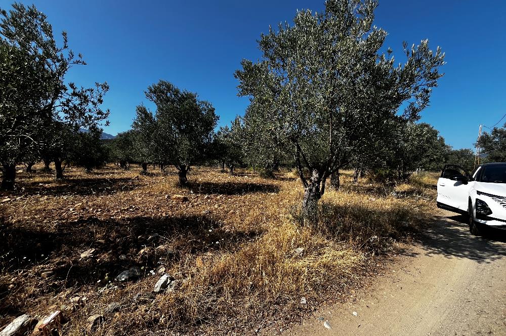 EDREMİT ZEYTİNLİ'DE YOLA CEPHE 7.920 m² VERİMLİ ZEYTİNLİK