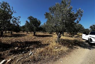 EDREMİT ZEYTİNLİ'DE YOLA CEPHE 7.920 m² VERİMLİ ZEYTİNLİK