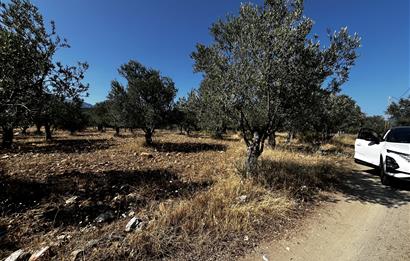 EDREMİT ZEYTİNLİ'DE YOLA CEPHE 7.920 m² VERİMLİ ZEYTİNLİK