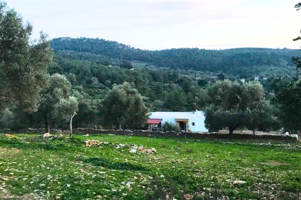 Bodrum Yalıçiftlik'te 1.5 Dönüm İçinde Müstakil Villa