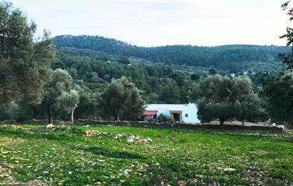 Bodrum Yalıçiftlik'te 1.5 Dönüm İçinde Müstakil Villa