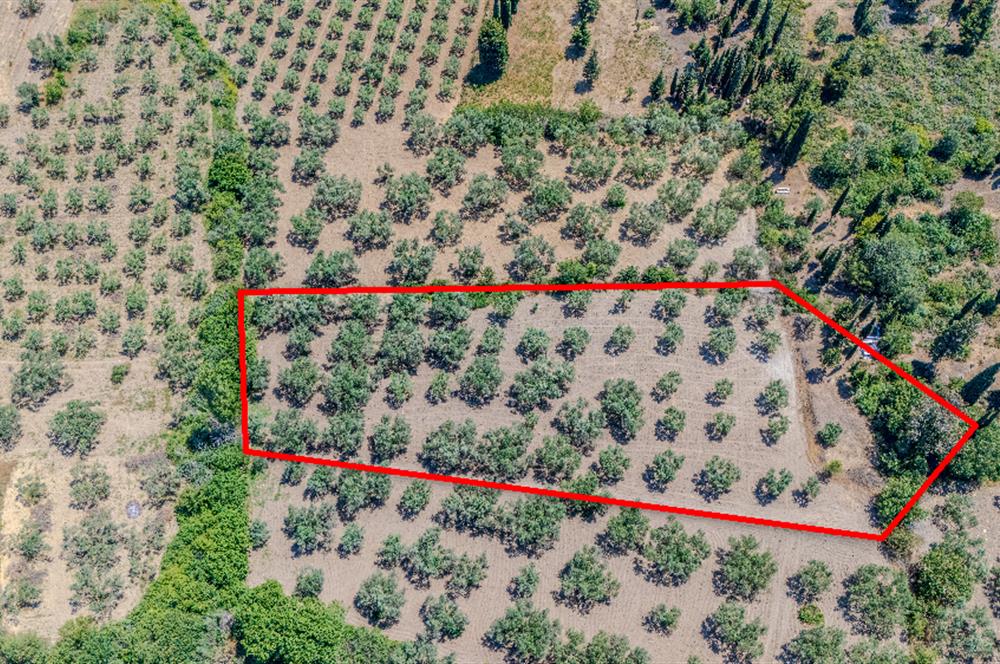 C21 LOCA'DAN MANİSA/KIRKAĞAÇ/ALACALARDA SATILIK SÜPER ZEYTİNLİK