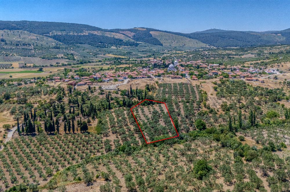 C21 LOCA'DAN MANİSA/KIRKAĞAÇ/ALACALARDA SATILIK SÜPER ZEYTİNLİK