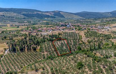 C21 LOCA'DAN MANİSA/KIRKAĞAÇ/ALACALARDA SATILIK SÜPER ZEYTİNLİK