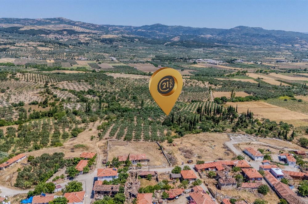 C21 LOCA'DAN MANİSA/KIRKAĞAÇ/ALACALARDA SATILIK SÜPER ZEYTİNLİK