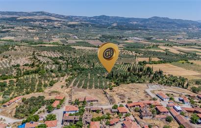 C21 LOCA'DAN MANİSA/KIRKAĞAÇ/ALACALARDA SATILIK SÜPER ZEYTİNLİK
