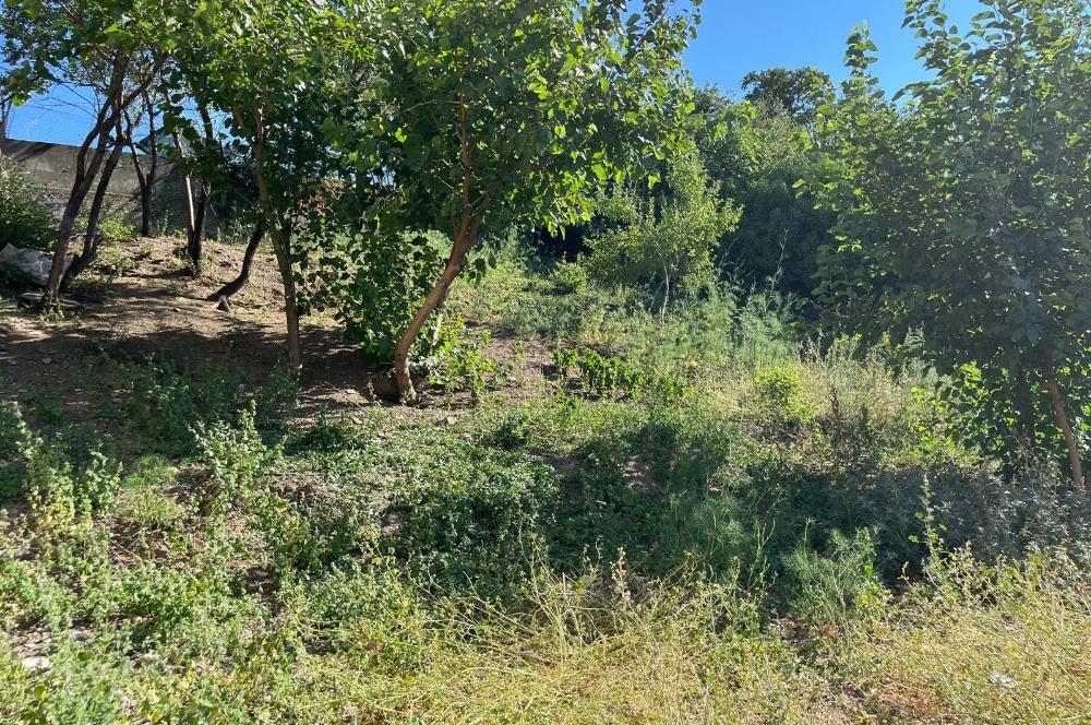CENTURY 21 BAL'DAN SUSURLUK BURHANİYE MAH.DE SATILIK ARSA
