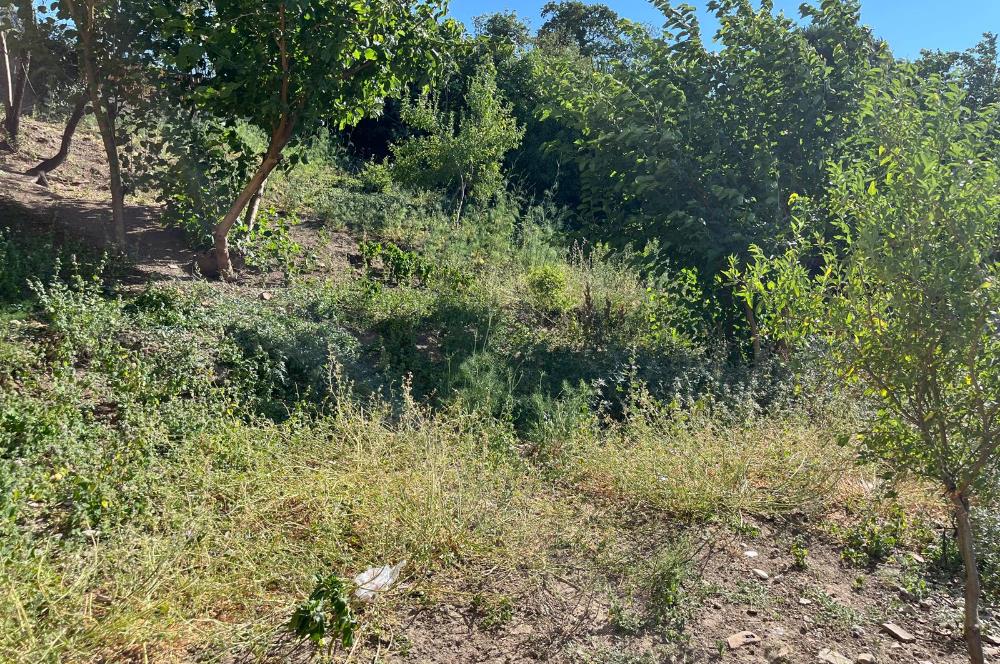 CENTURY 21 BAL'DAN SUSURLUK BURHANİYE MAH.DE SATILIK ARSA