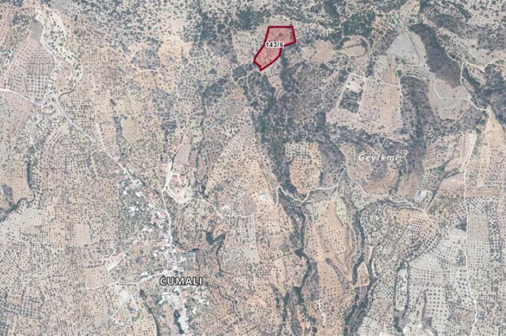 DATÇA CUMALIDA  DOĞA MANZARALI 8.790 M2 ZEYTİNLİK