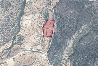 DATÇA CUMALIDA KADASTRAL YOLU OLAN 8.240 M2 BADEMLİK