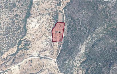DATÇA CUMALIDA KADASTRAL YOLU OLAN 8.240 M2 BADEMLİK