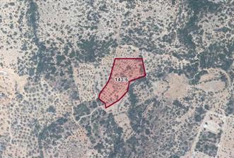 DATÇA CUMALIDA  DOĞA MANZARALI 8.790 M2 ZEYTİNLİK
