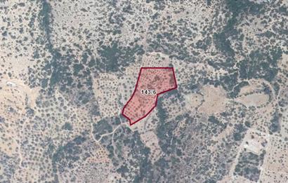 DATÇA CUMALIDA  DOĞA MANZARALI 8.790 M2 ZEYTİNLİK