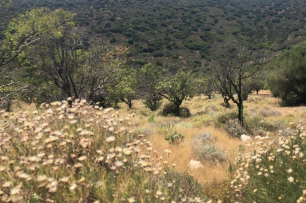DATÇA CUMALIDA KADASTRAL YOLU OLAN 8.240 M2 BADEMLİK