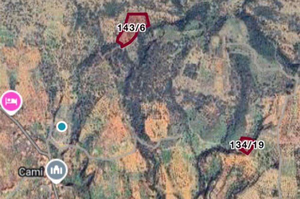 DATÇA CUMALIDA  DOĞA MANZARALI 8.790 M2 ZEYTİNLİK