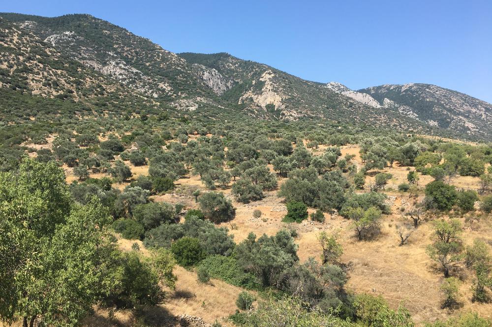 DATÇA CUMALIDA KADASTRAL YOLU OLAN 8.240 M2 BADEMLİK