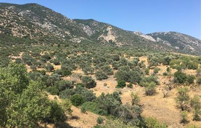 DATÇA CUMALIDA KADASTRAL YOLU OLAN 8.240 M2 BADEMLİK