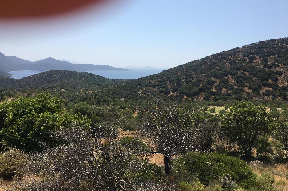 DATÇA CUMALIDA KADASTRAL YOLU OLAN 8.240 M2 BADEMLİK