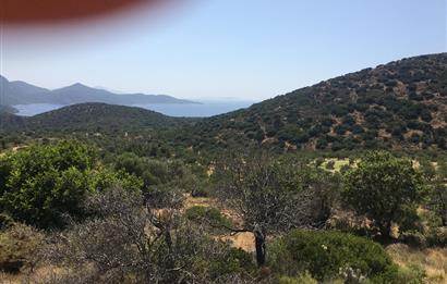 DATÇA CUMALIDA KADASTRAL YOLU OLAN 8.240 M2 BADEMLİK