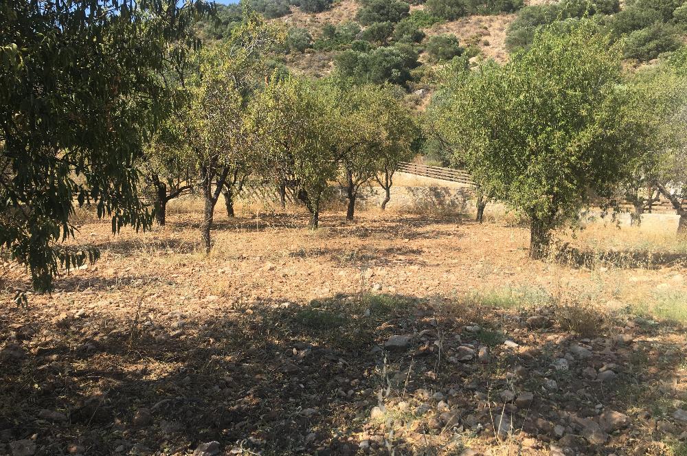 DATÇA PALAMUTBÜKÜNDE YOLA CEPHE 1267 M2 ARAZİ
