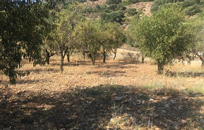 DATÇA PALAMUTBÜKÜNDE YOLA CEPHE 1267 M2 ARAZİ